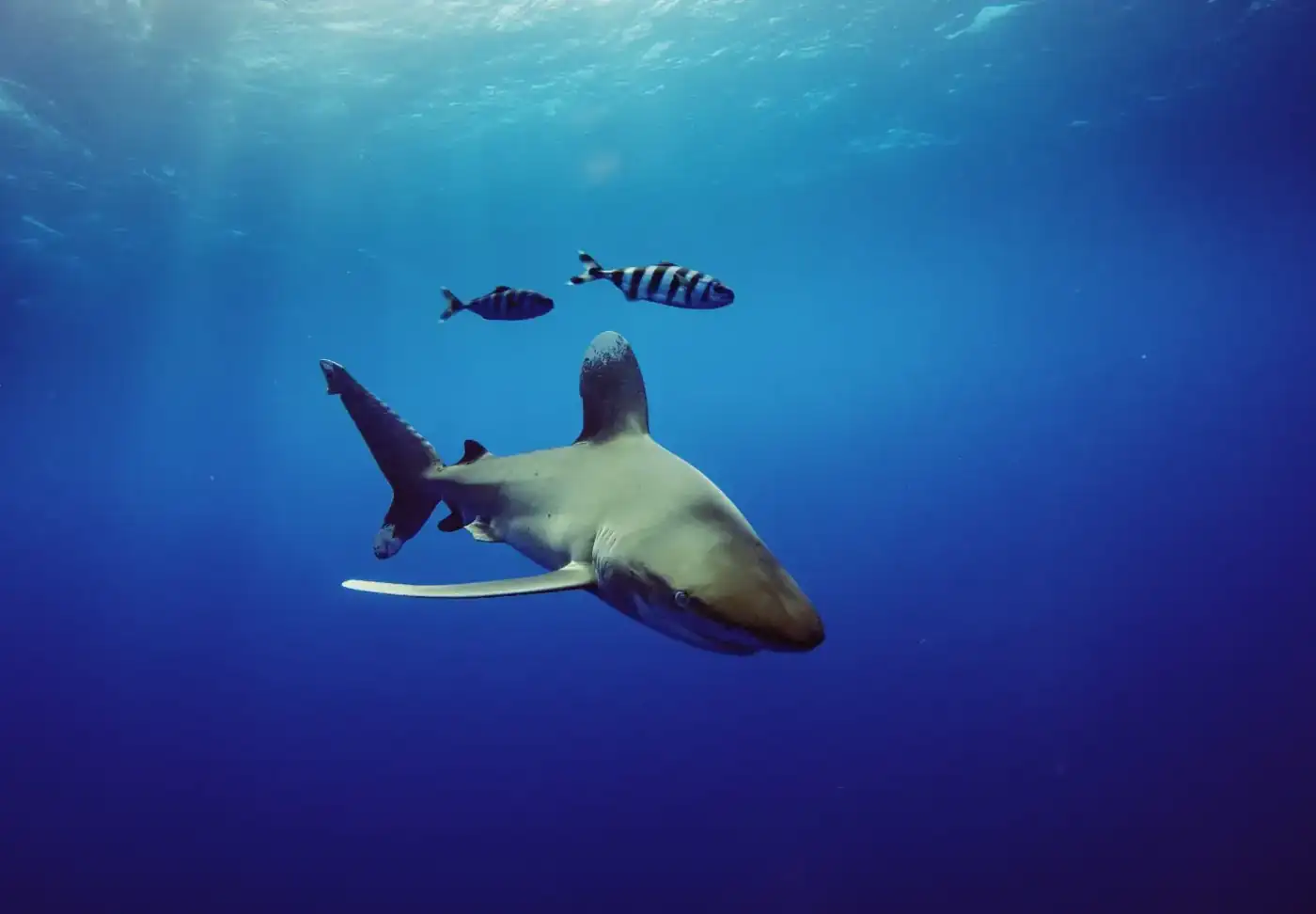 Shark under the Red Sea
