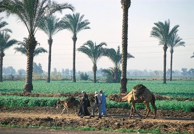 Agricultural Lands