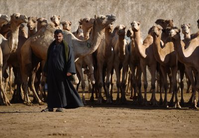 Camel Markets