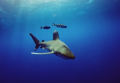 Red Sea